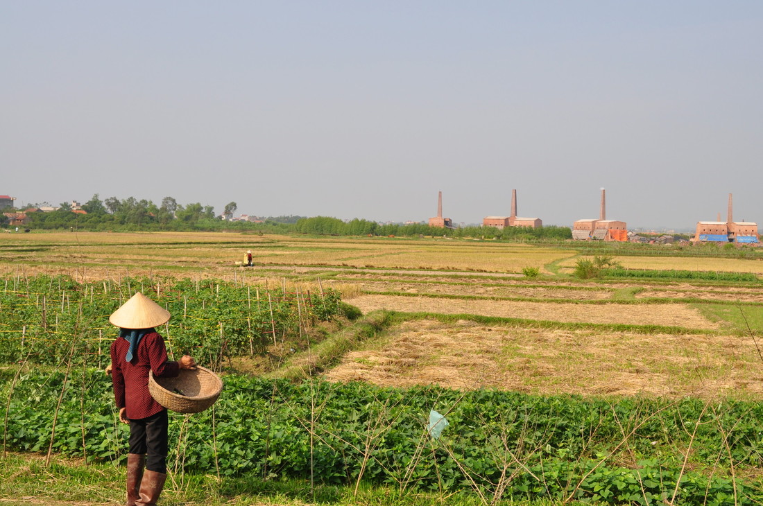 Rijstvelden in Vietnam