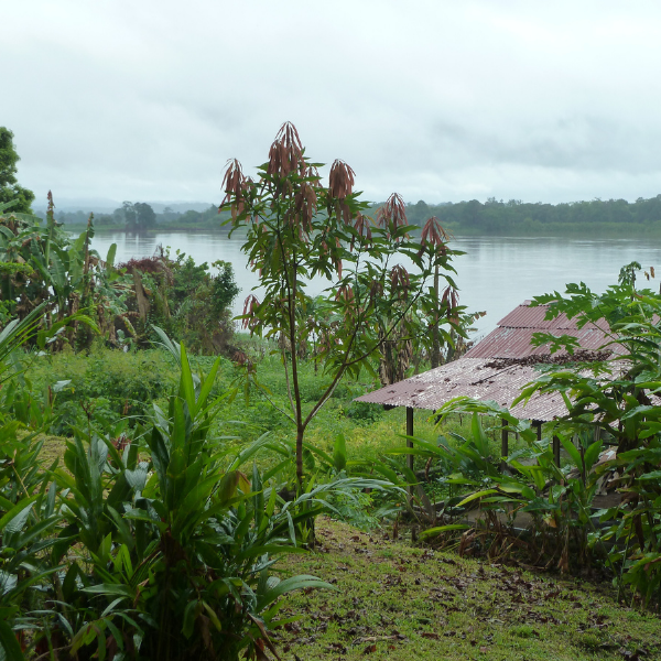 Het landschap van Gabon