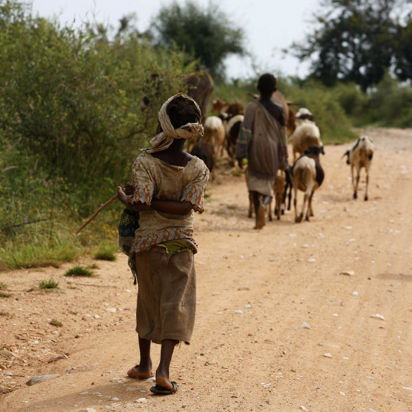 Kinderen hoeden hun vee in Kameroen